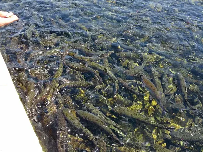 Fillmore Fish Hatchery in California